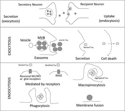 Propagation of Tau via Extracellular Vesicles